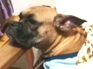 Cachorro raça Boxer idade 4 anos nome Maya 