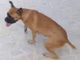 Maya 