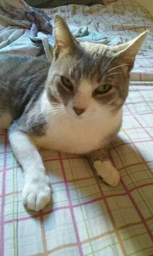 Gato ra a acho q é sem raça,mau egipcia  idade 1 ano nome Jason