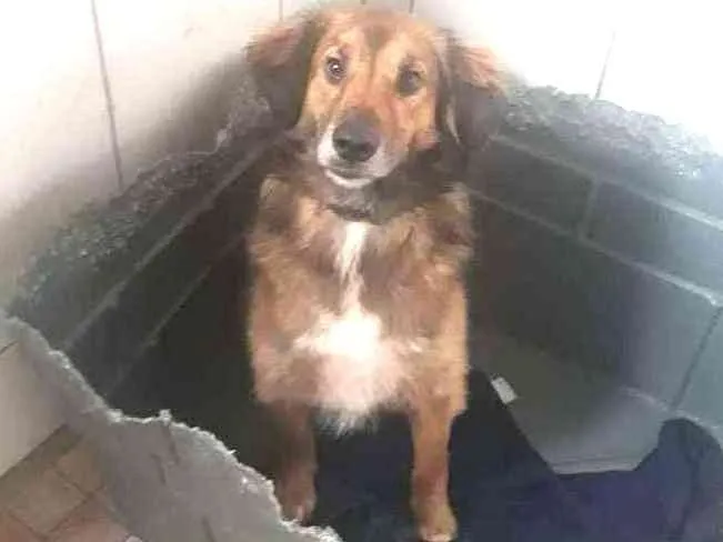 Cachorro ra a SRD idade 2 anos nome Delo
