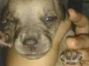 Cachorro ra a INDEFINIDA idade 7 a 11 meses nome BILLY