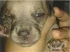 Cachorro raça INDEFINIDA idade 7 a 11 meses nome BILLY