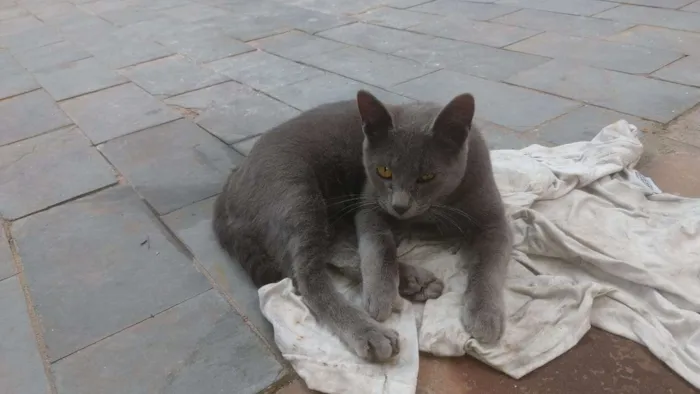 Gato ra a Linda idade 2 a 6 meses nome Cinzinha