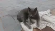 Cinzinha