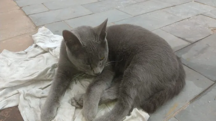 Gato ra a Linda idade 2 a 6 meses nome Cinzinha