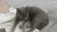 Cinzinha
