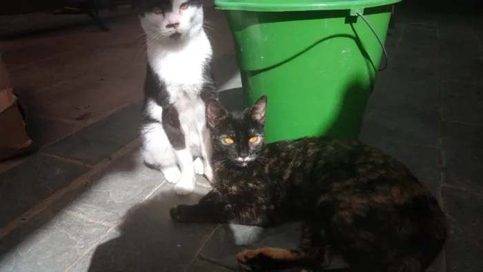 Gato ra a Linda idade 2 a 6 meses nome Cinzinha
