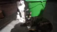 Cinzinha