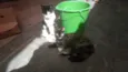 Cinzinha