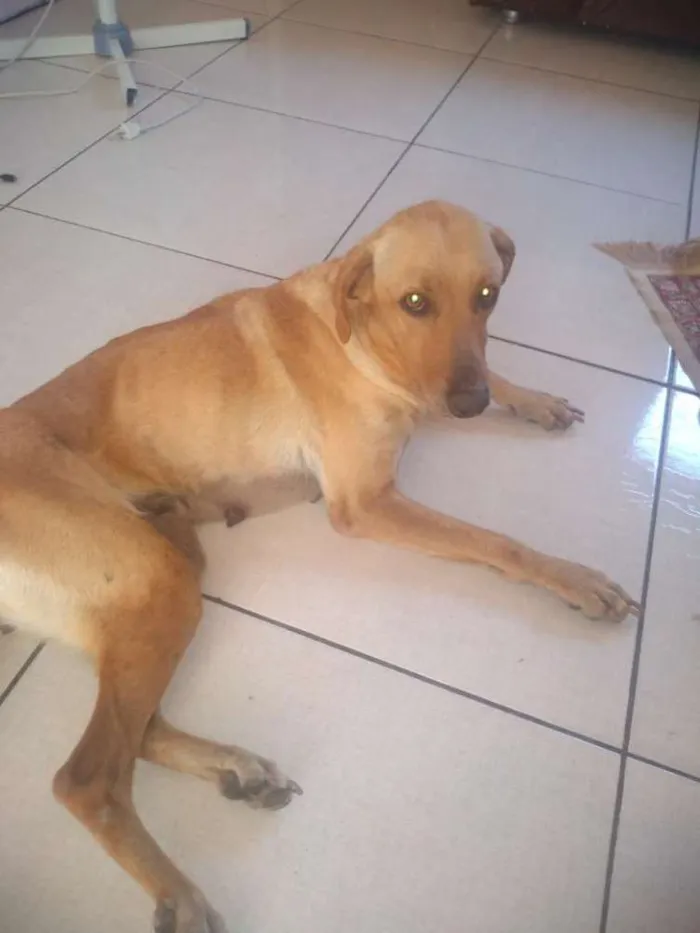 Cachorro ra a Indefinida idade 4 anos nome Jade