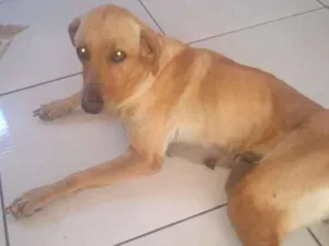 Cachorro raça Indefinida idade 4 anos nome Jade