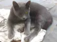 Cinzinha