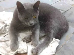 Gato raça Linda idade 2 a 6 meses nome Cinzinha
