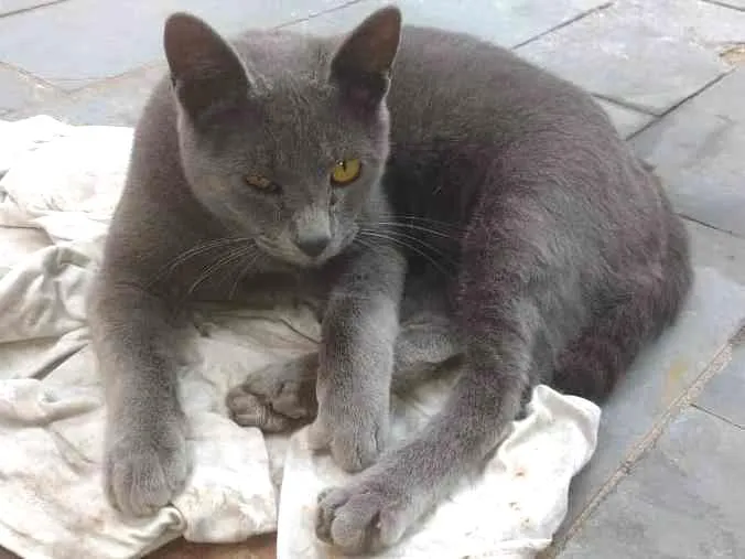Gato ra a Linda idade 2 a 6 meses nome Cinzinha