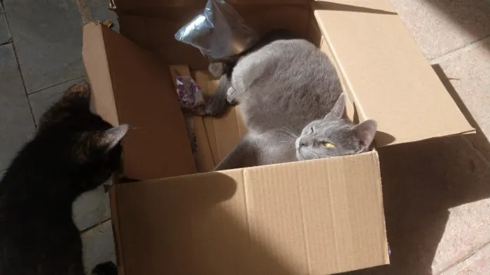 Gato ra a Linda idade 2 a 6 meses nome Cinzinha