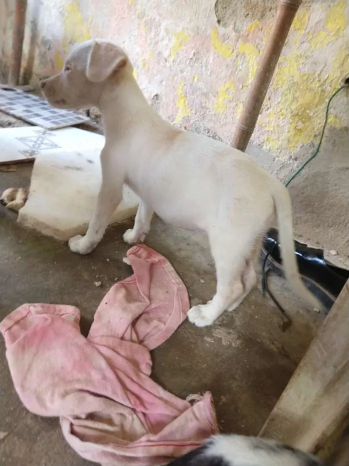 Cachorro raça 1 poodle e 2 vira lata  idade 2 a 6 meses nome Letícia,Apolo,branca