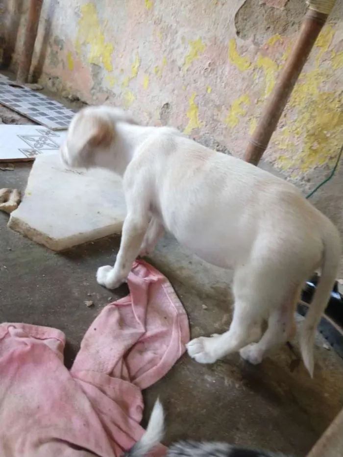 Cachorro raça 1 poodle e 2 vira lata  idade 2 a 6 meses nome Letícia,Apolo,branca
