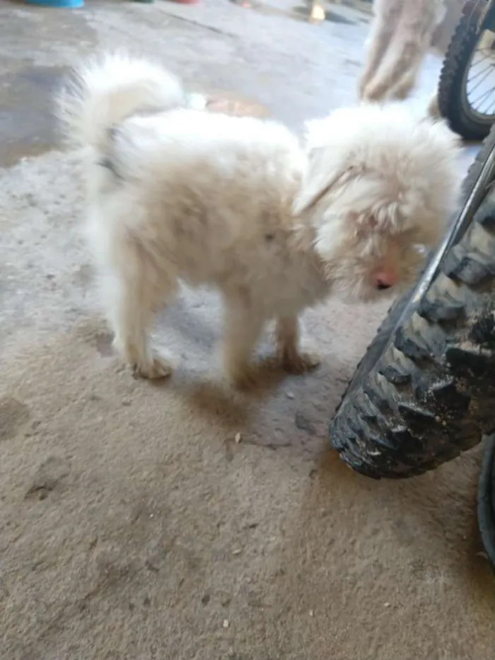Cachorro raça 1 poodle e 2 vira lata  idade 2 a 6 meses nome Letícia,Apolo,branca