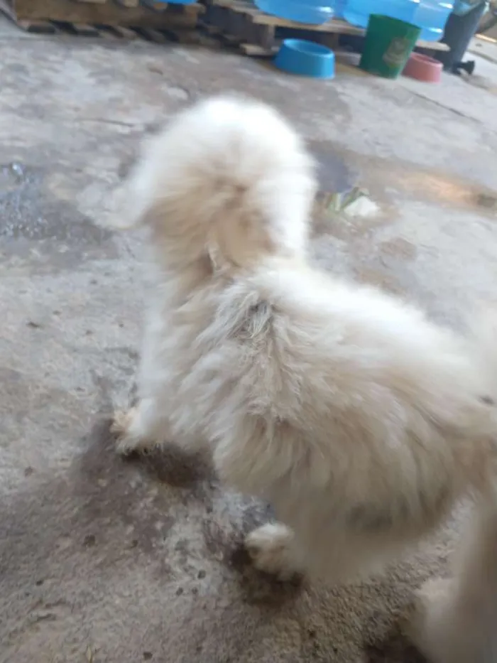Cachorro raça 1 poodle e 2 vira lata  idade 2 a 6 meses nome Letícia,Apolo,branca