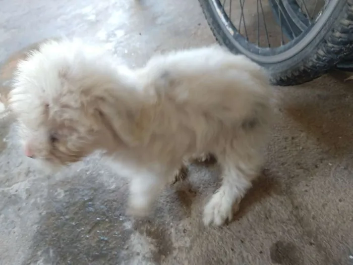 Cachorro raça 1 poodle e 2 vira lata  idade 2 a 6 meses nome Letícia,Apolo,branca