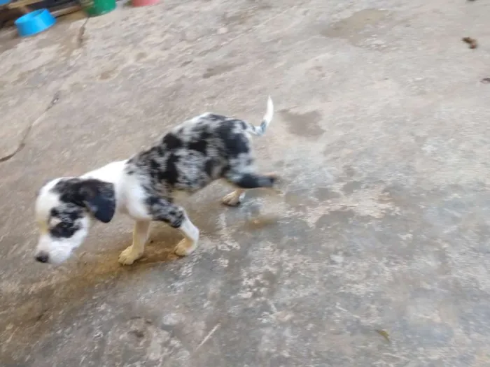 Cachorro raça 1 poodle e 2 vira lata  idade 2 a 6 meses nome Letícia,Apolo,branca