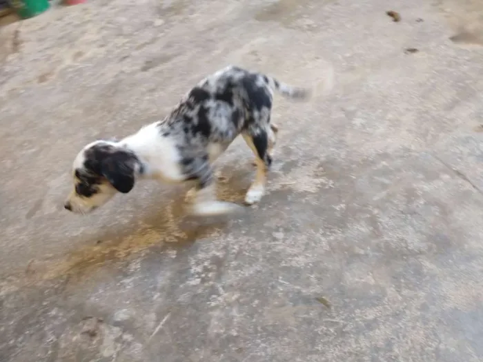 Cachorro raça 1 poodle e 2 vira lata  idade 2 a 6 meses nome Letícia,Apolo,branca