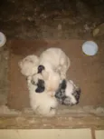Letícia,Apolo,branca