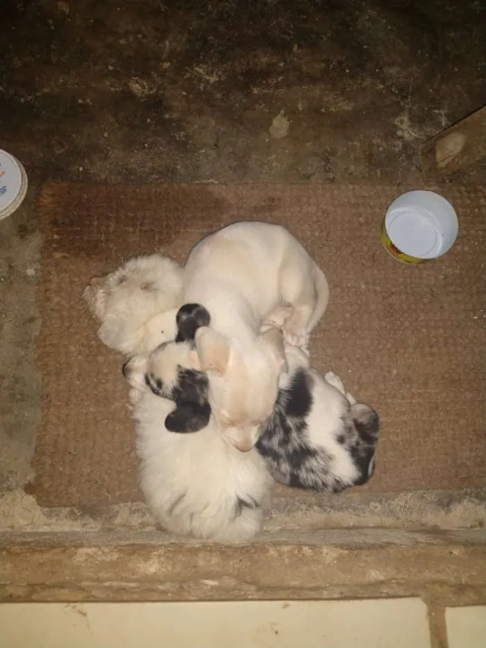 Cachorro raça 1 poodle e 2 vira lata  idade 2 a 6 meses nome Letícia,Apolo,branca