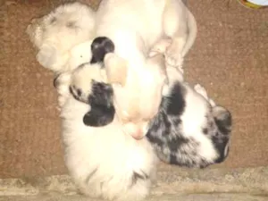 Cachorro raça 1 poodle e 2 vira lata  idade 2 a 6 meses nome Letícia,Apolo,branca
