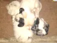 Letícia,Apolo,branca