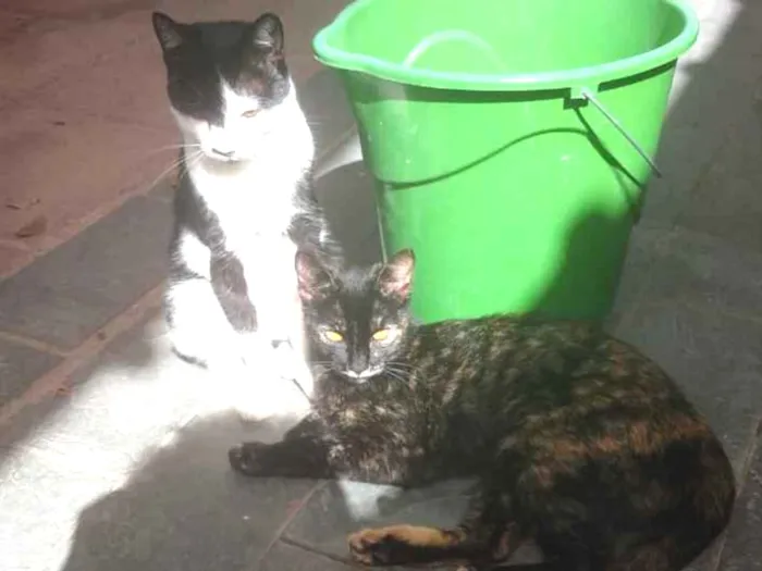 Gato ra a Linda idade 2 a 6 meses nome Cinzinha