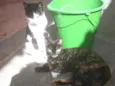 Cinzinha