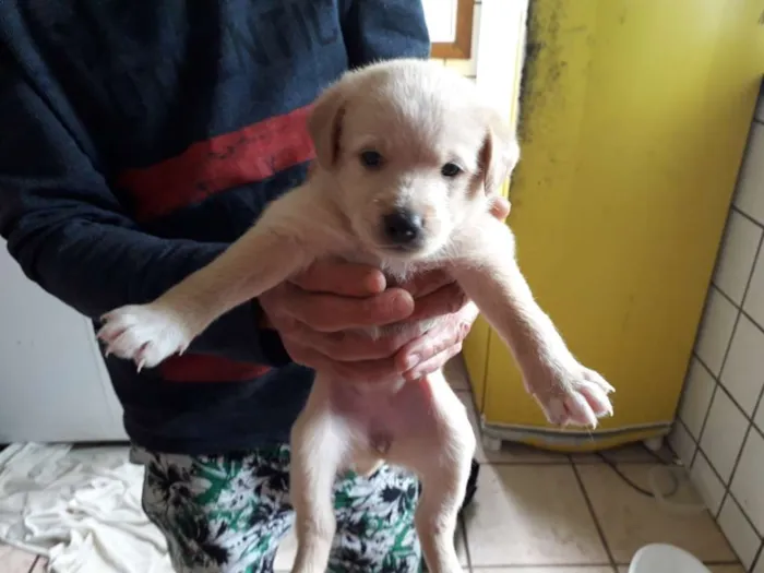 Cachorro ra a Vira lata idade Abaixo de 2 meses nome Lindinha