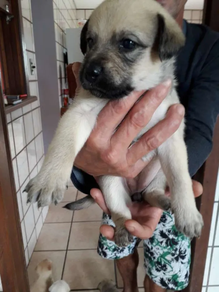 Cachorro ra a Vira lata idade Abaixo de 2 meses nome Florzinha