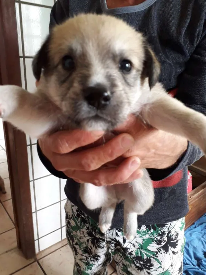 Cachorro ra a Vira lata idade Abaixo de 2 meses nome Florzinha