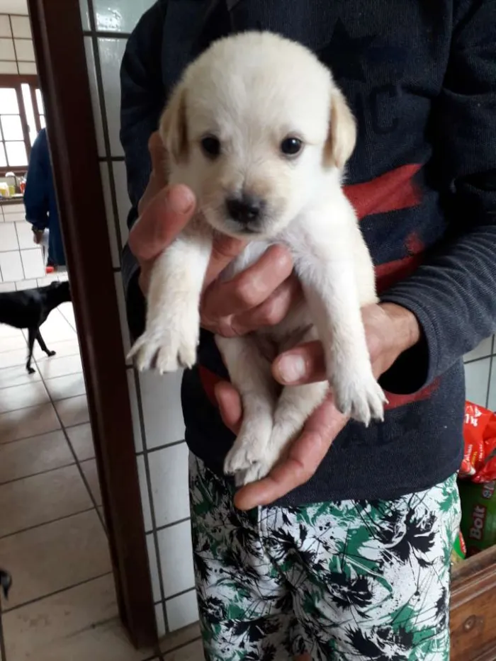 Cachorro ra a Vira lata idade Abaixo de 2 meses nome Florzinha