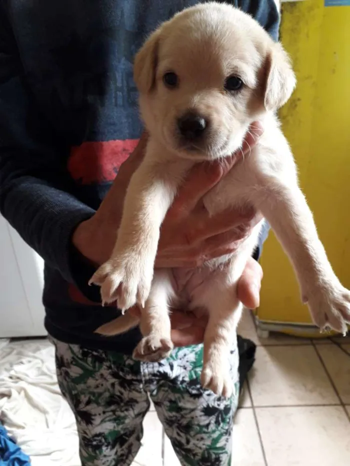 Cachorro ra a Vira lata idade Abaixo de 2 meses nome Florzinha