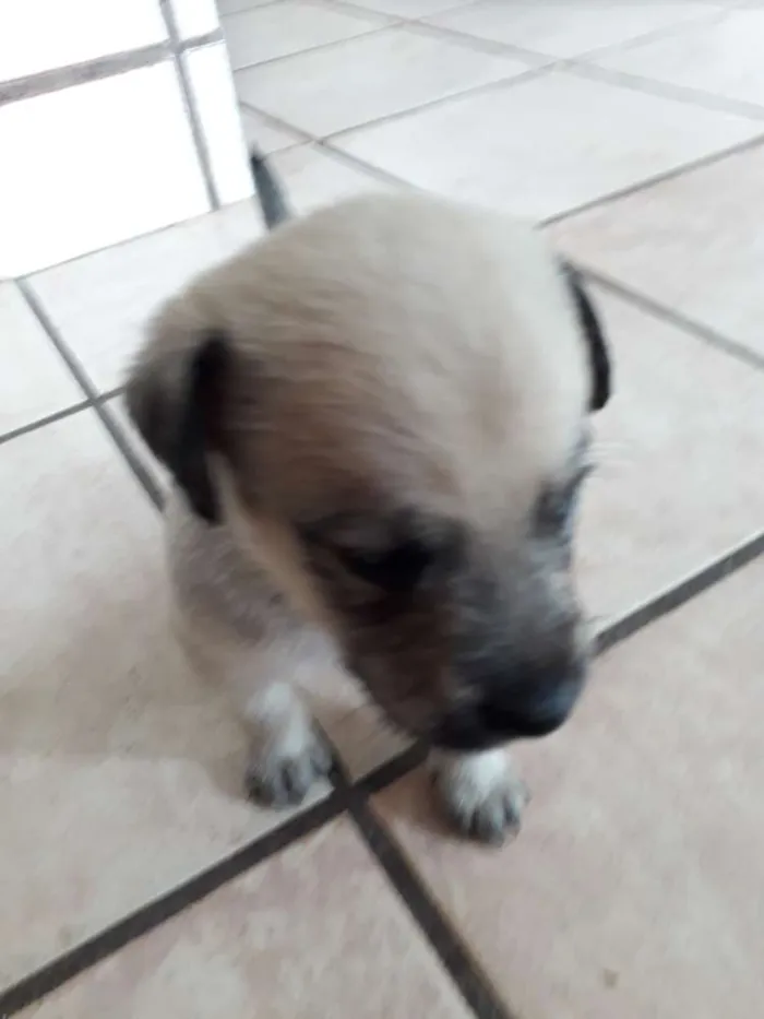 Cachorro ra a Vira lata idade Abaixo de 2 meses nome Florzinha