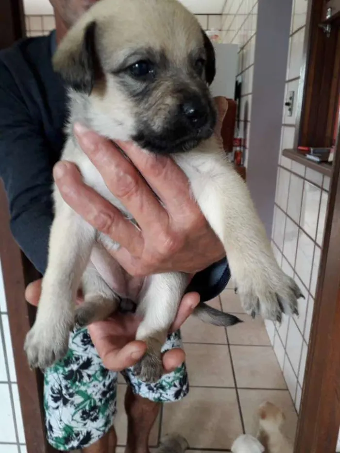 Cachorro ra a Vira lata idade Abaixo de 2 meses nome Pimenta