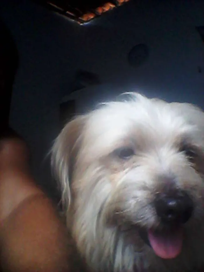 Cachorro ra a Mistura de maltês e poodle  idade 3 anos nome Beethoven 