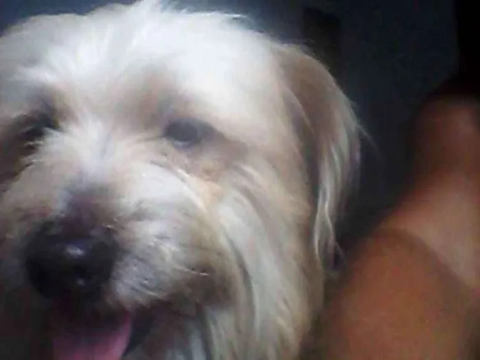 Cachorro ra a Mistura de maltês e poodle  idade 3 anos nome Beethoven 