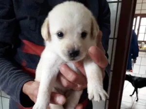 Cachorro raça Vira lata idade Abaixo de 2 meses nome Florzinha