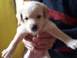 Cachorro raça Vira lata idade Abaixo de 2 meses nome Lindinha