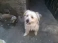 Beethoven 