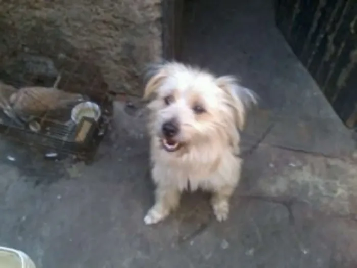 Cachorro ra a Mistura de maltês e poodle  idade 3 anos nome Beethoven 
