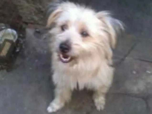 Cachorro ra a Mistura de maltês e poodle  idade 3 anos nome Beethoven 