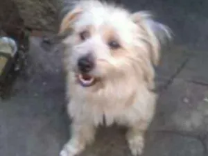 Cachorro raça Mistura de maltês e poodle  idade 3 anos nome Beethoven 