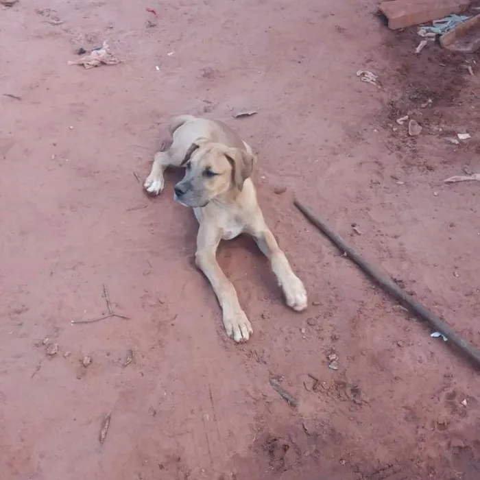 Cachorro raça boxer/dog alemao idade 2 anos nome Brutus