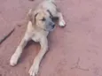 Brutus
