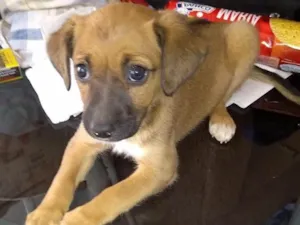 Cachorro raça srd idade 2 a 6 meses nome bela